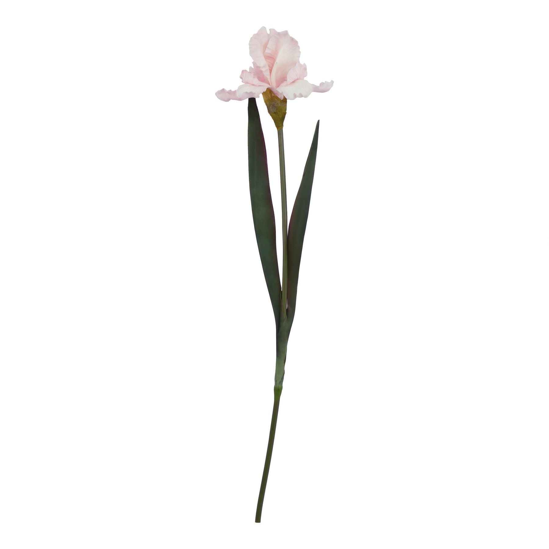 Natural Garden Collection Pale Pink Fringed Iris