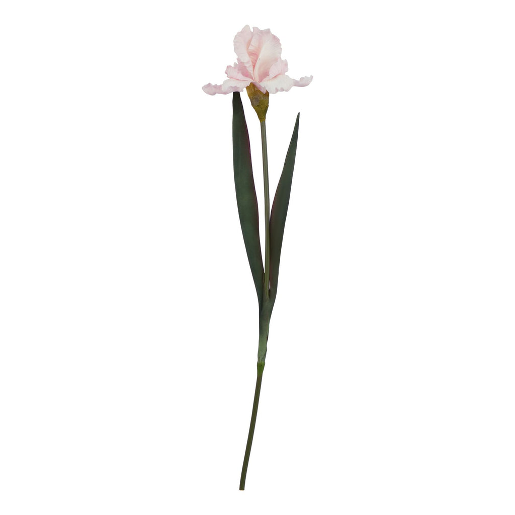 Natural Garden Collection Pale Pink Fringed Iris