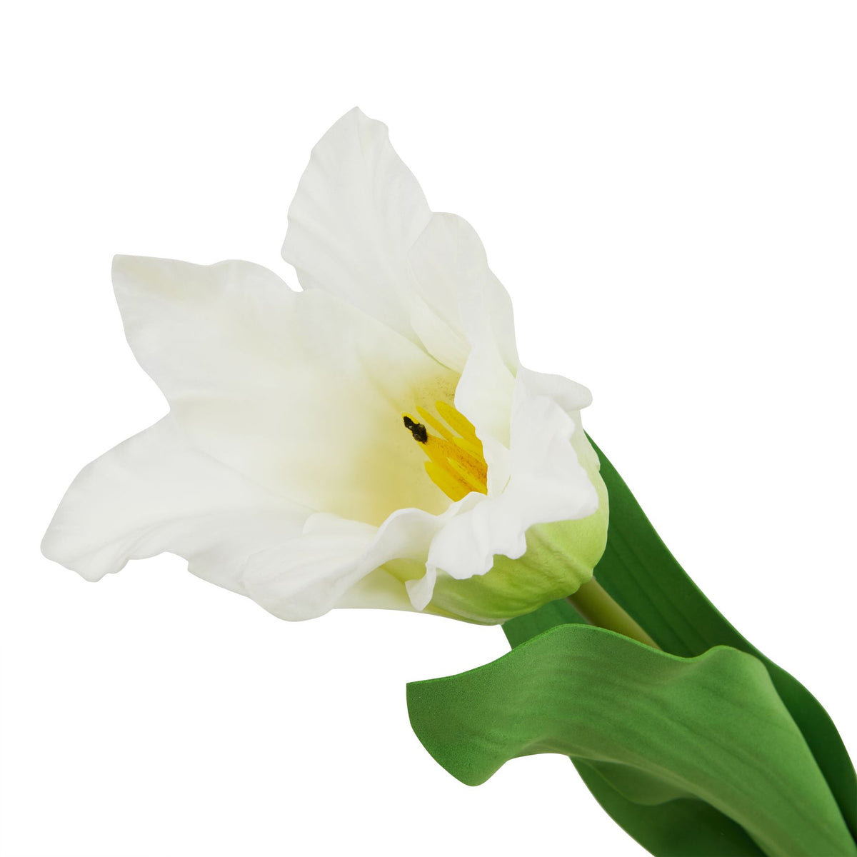 Natural Garden Collection White Parrot Tulip