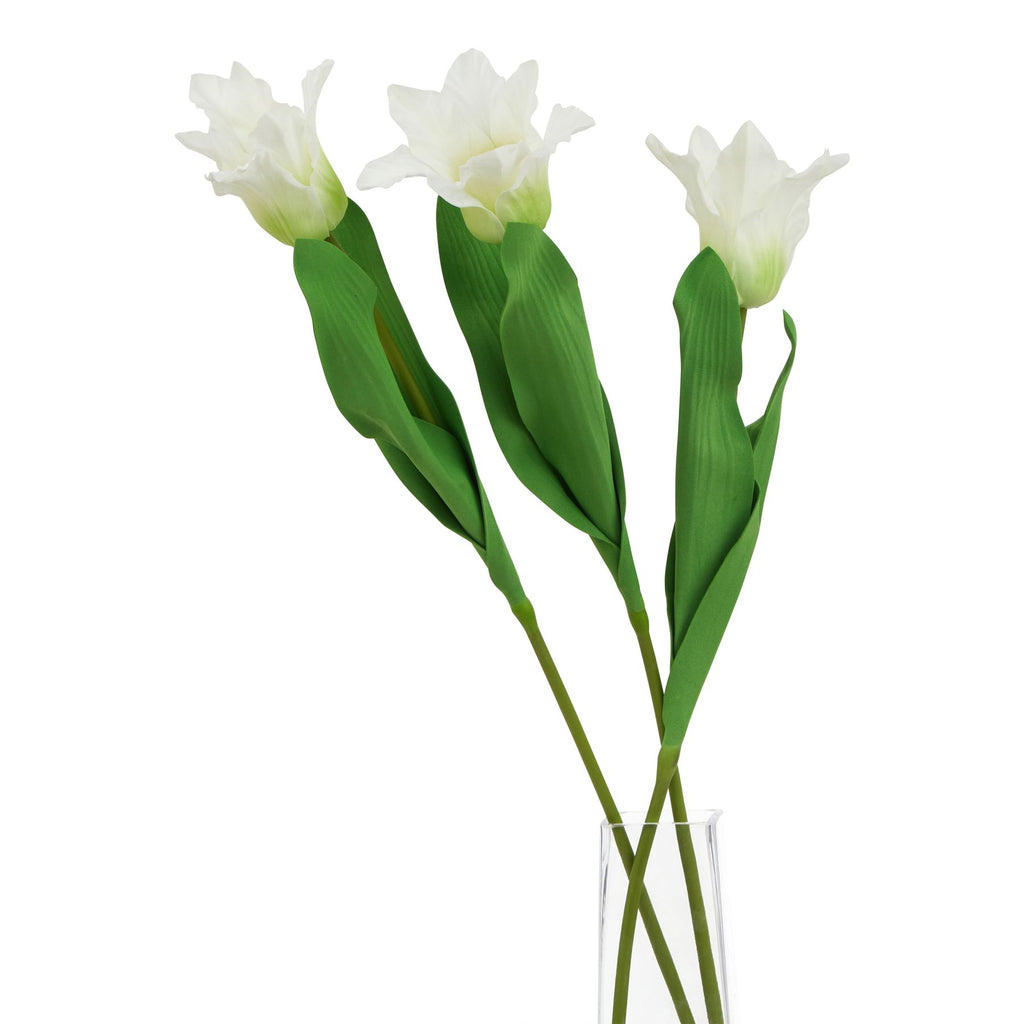 Natural Garden Collection White Parrot Tulip