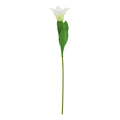 Natural Garden Collection White Parrot Tulip