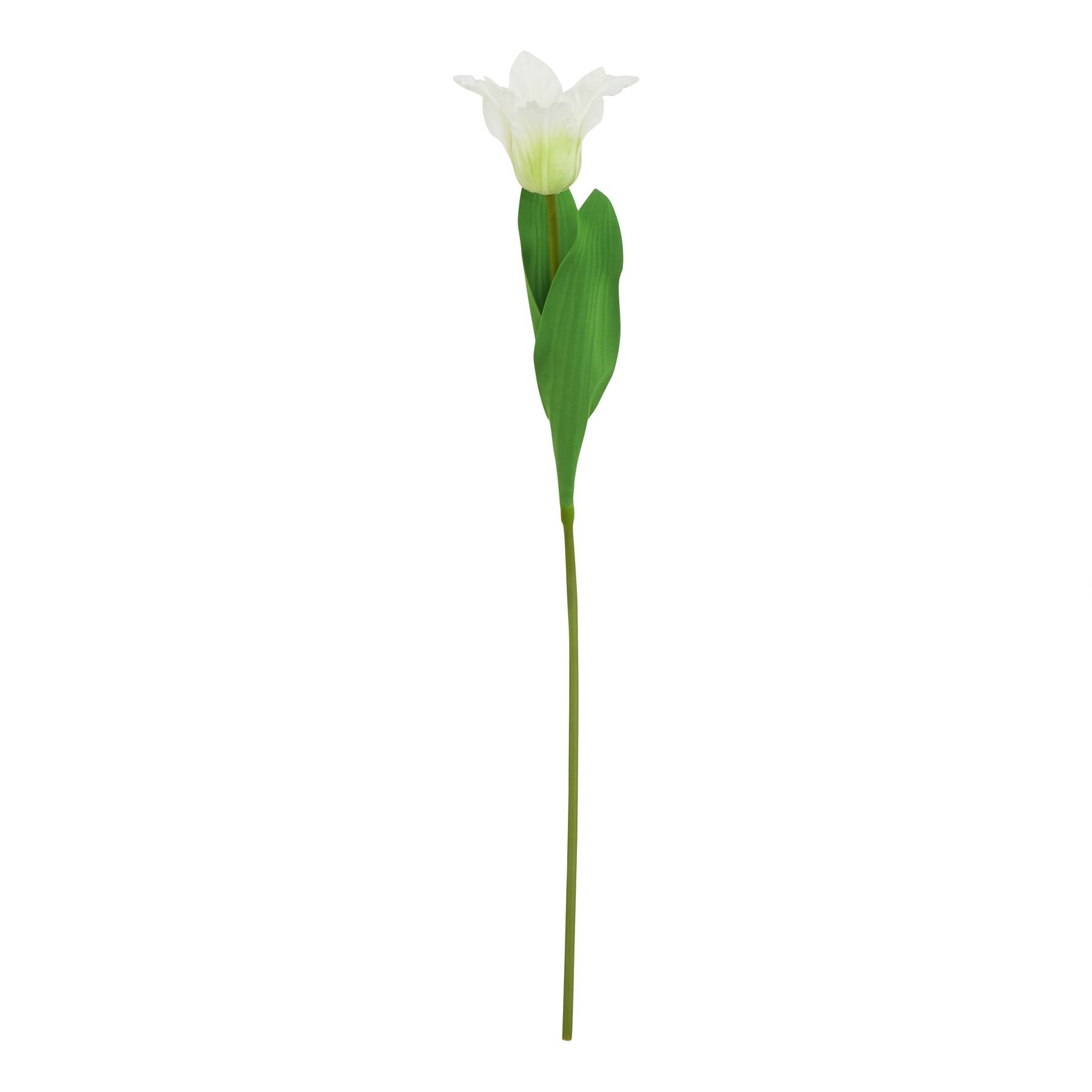 Natural Garden Collection White Parrot Tulip