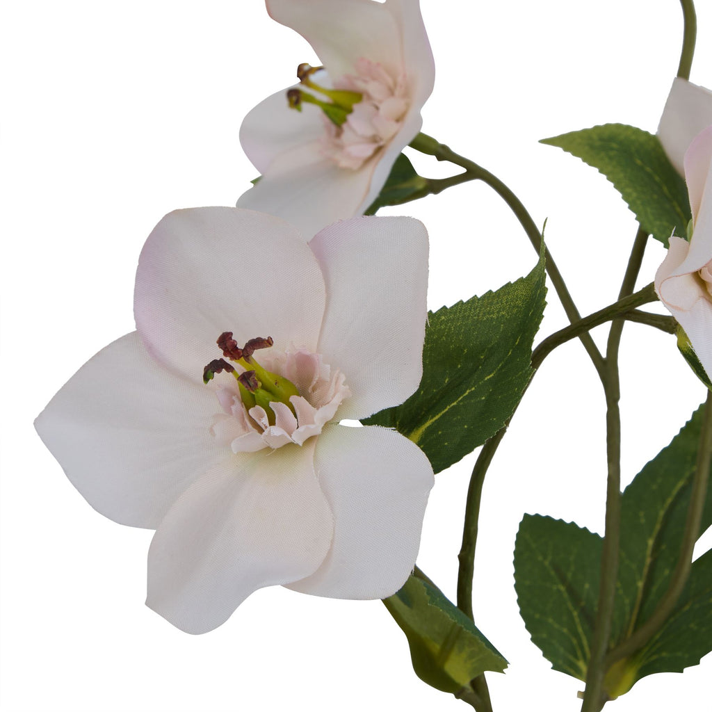 Natural Garden Collection Pale Apricot Hellibore