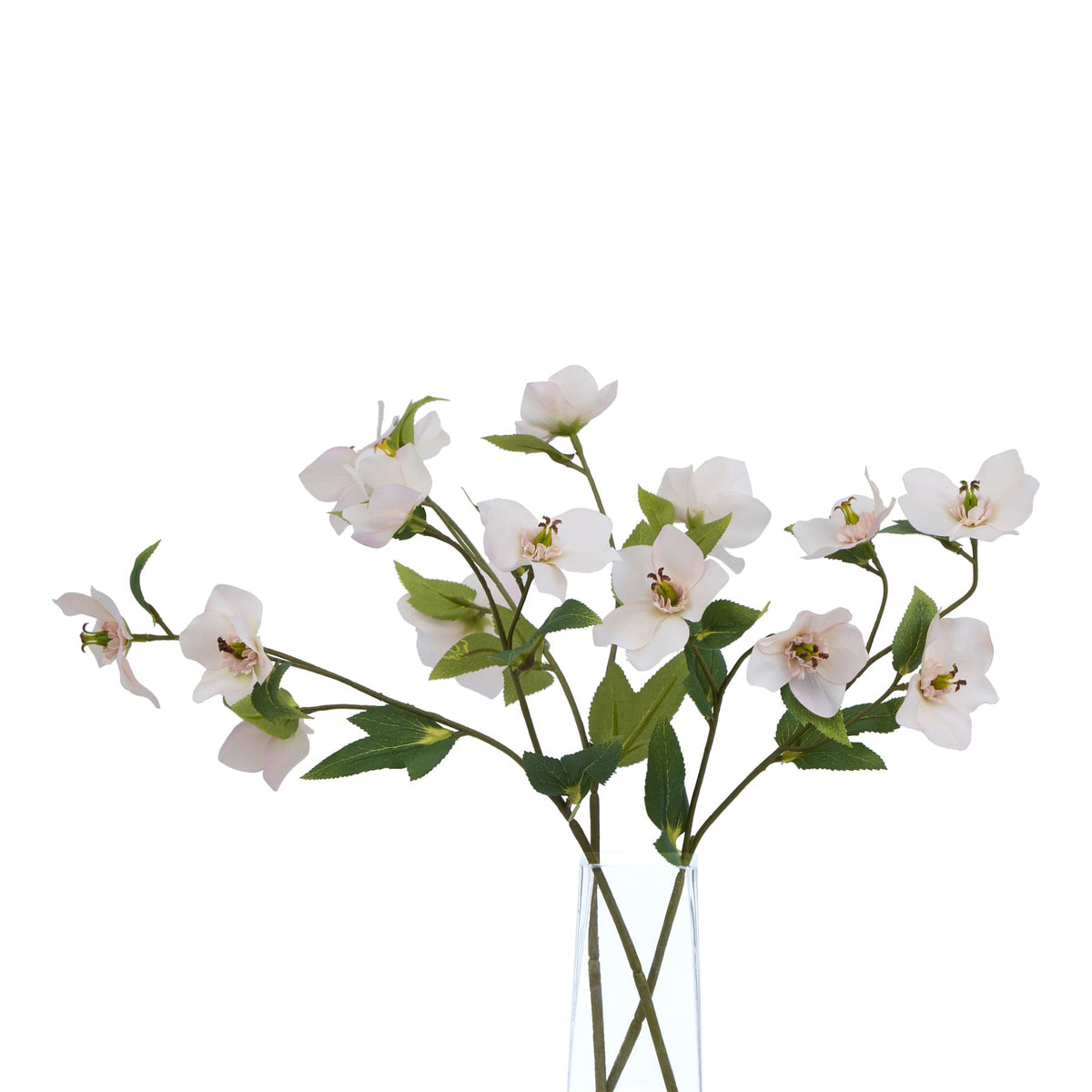 Natural Garden Collection Pale Apricot Hellibore