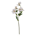 Natural Garden Collection Pale Apricot Hellibore