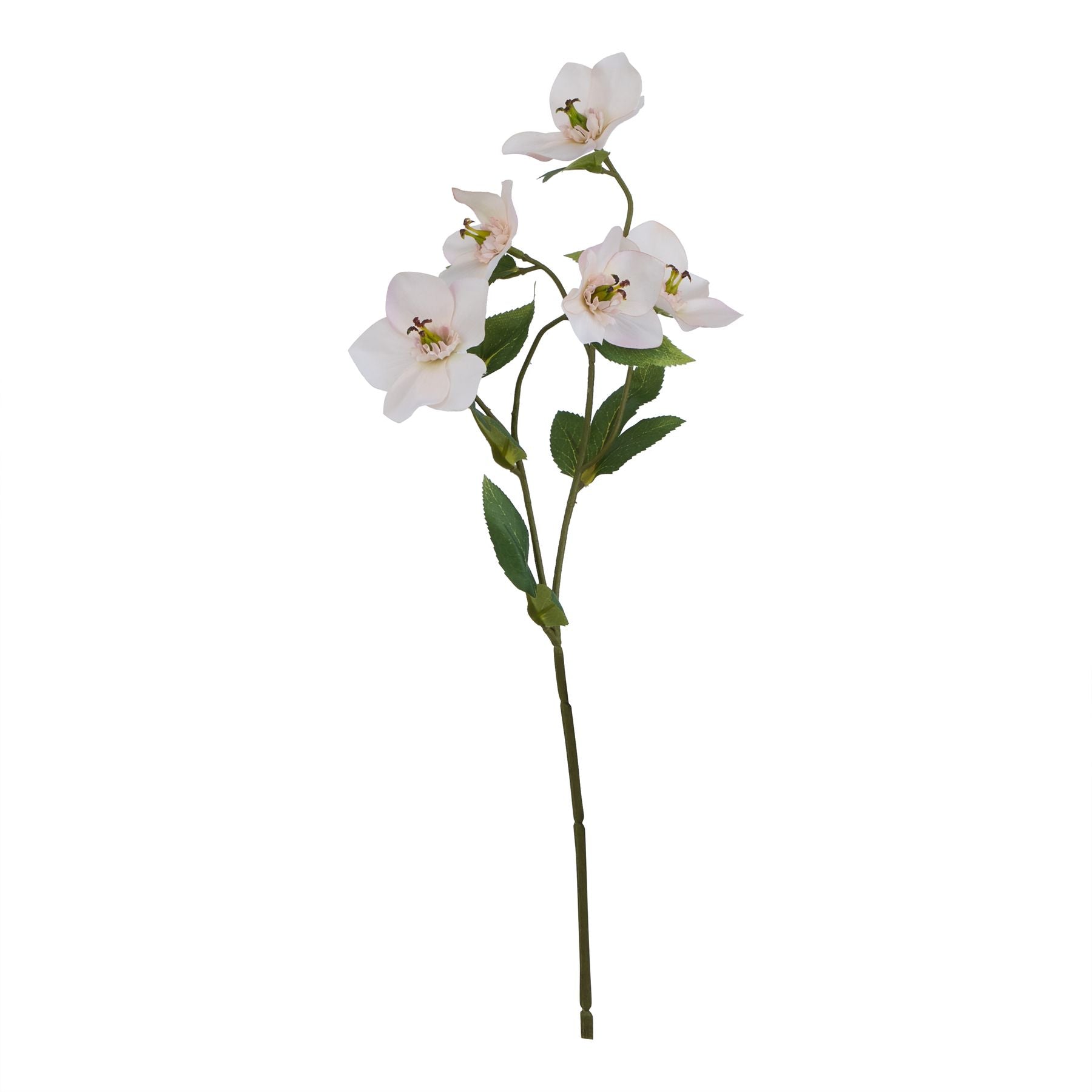 Natural Garden Collection Pale Apricot Hellibore