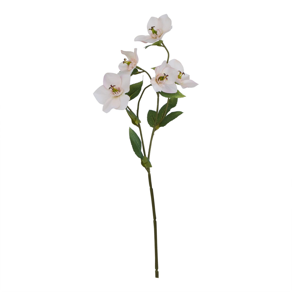 Natural Garden Collection Pale Apricot Hellibore