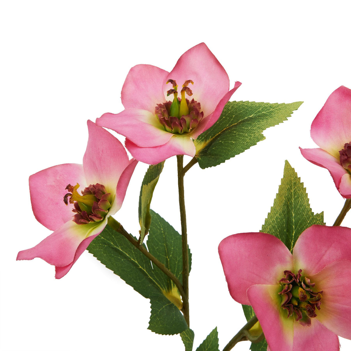 Natural Garden Collection Pink Varigated Hellibore - Pink