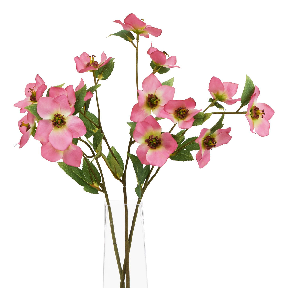 Natural Garden Collection Pink Varigated Hellibore - Pink