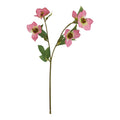 Natural Garden Collection Pink Varigated Hellibore