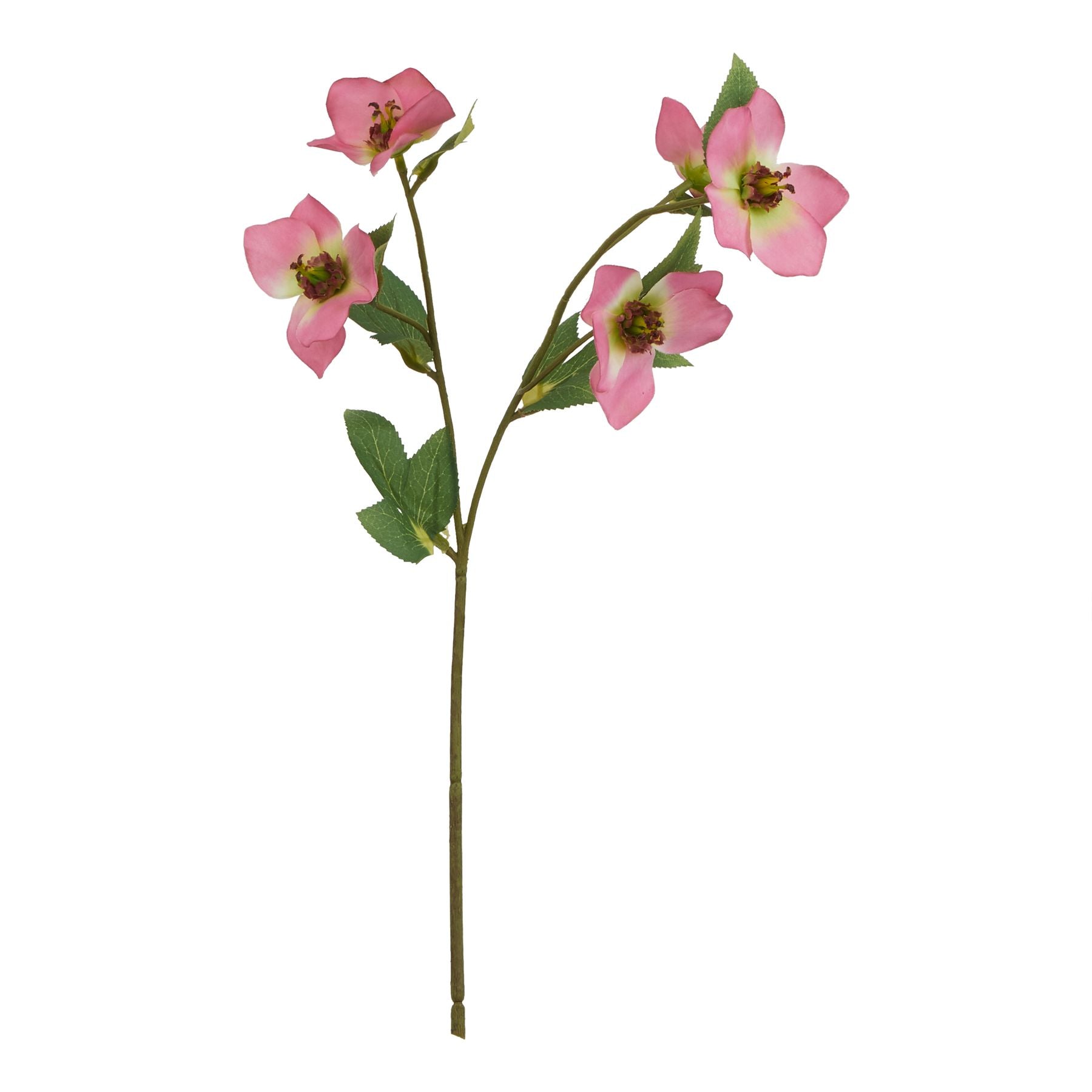 Natural Garden Collection Pink Varigated Hellibore