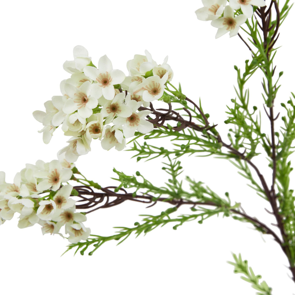 Natural Garden Collection White Waxflower - White