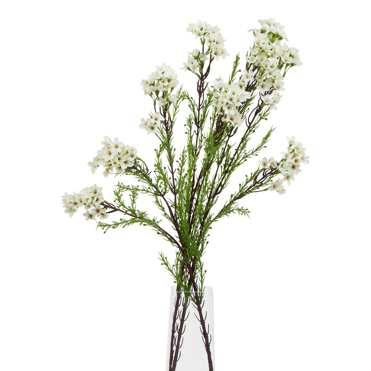 Natural Garden Collection White Waxflower - White