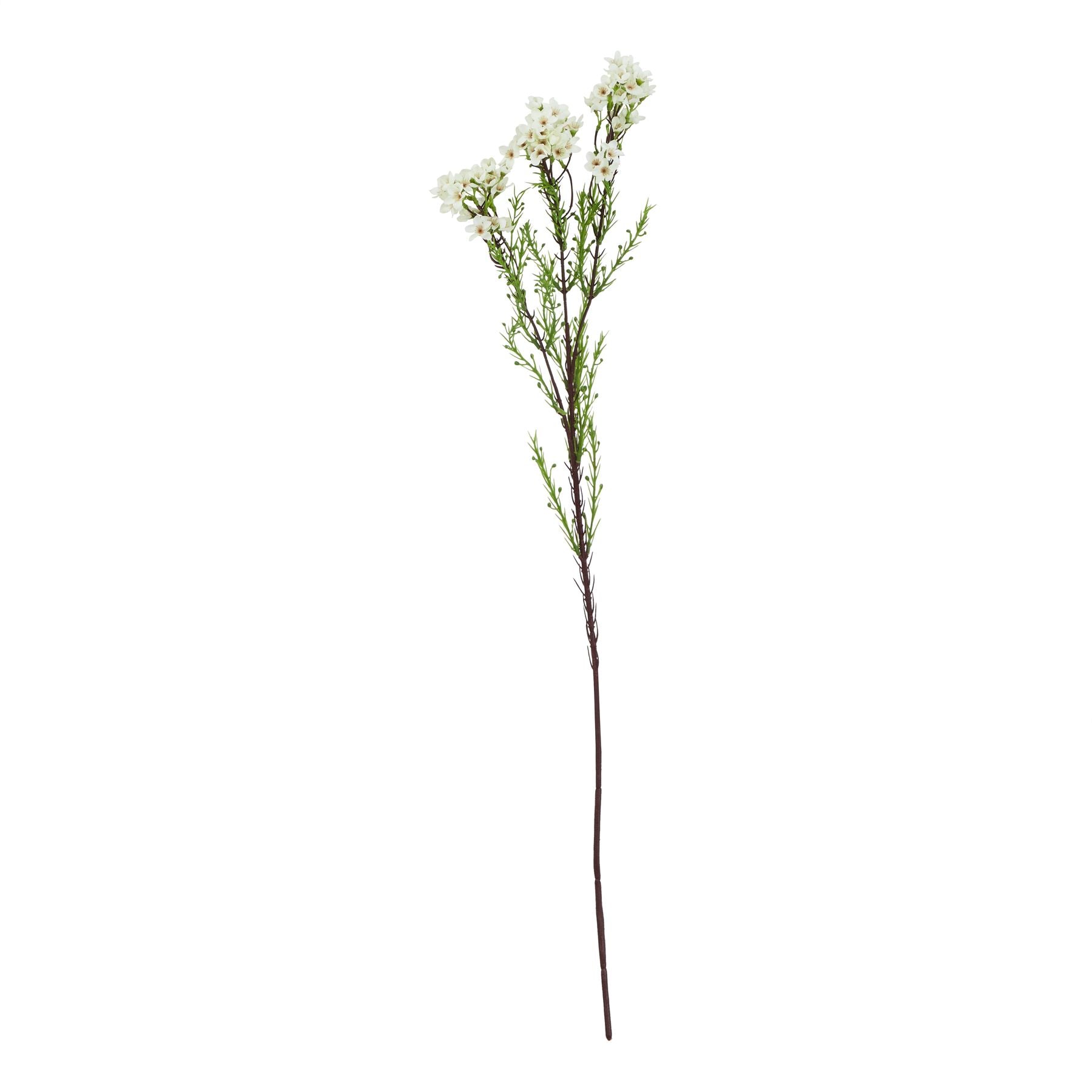 Natural Garden Collection White Waxflower