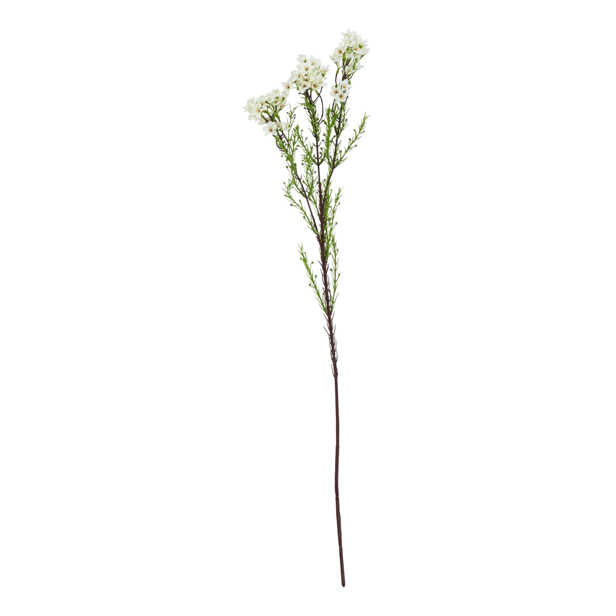 Natural Garden Collection White Waxflower - White