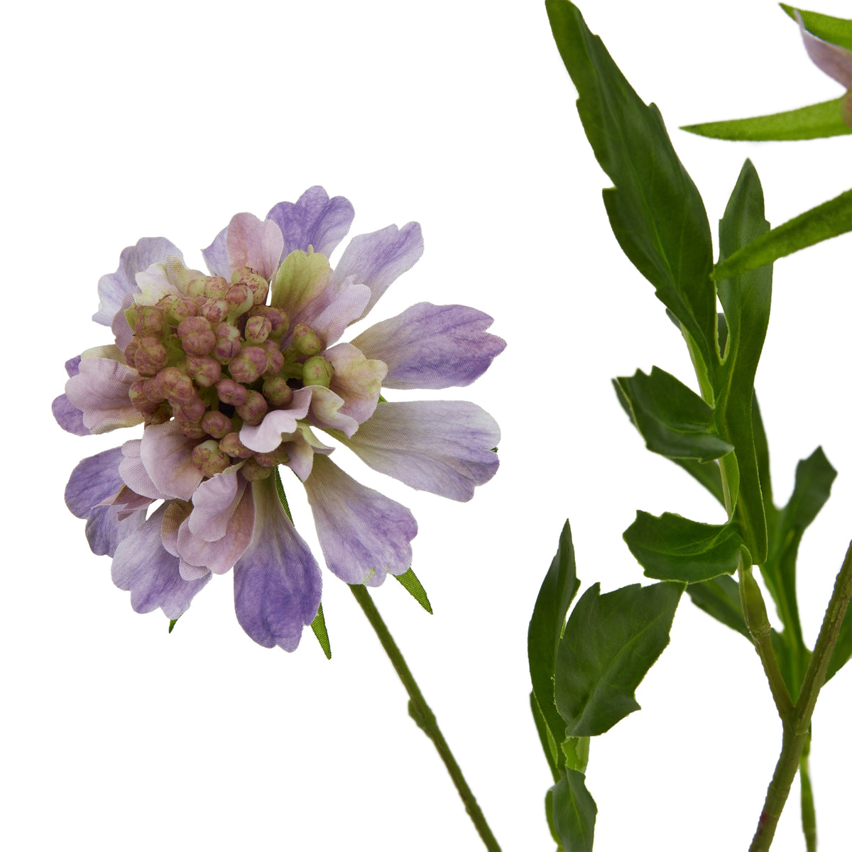 Natural Garden Collection Purple Scabious Stem - Purple