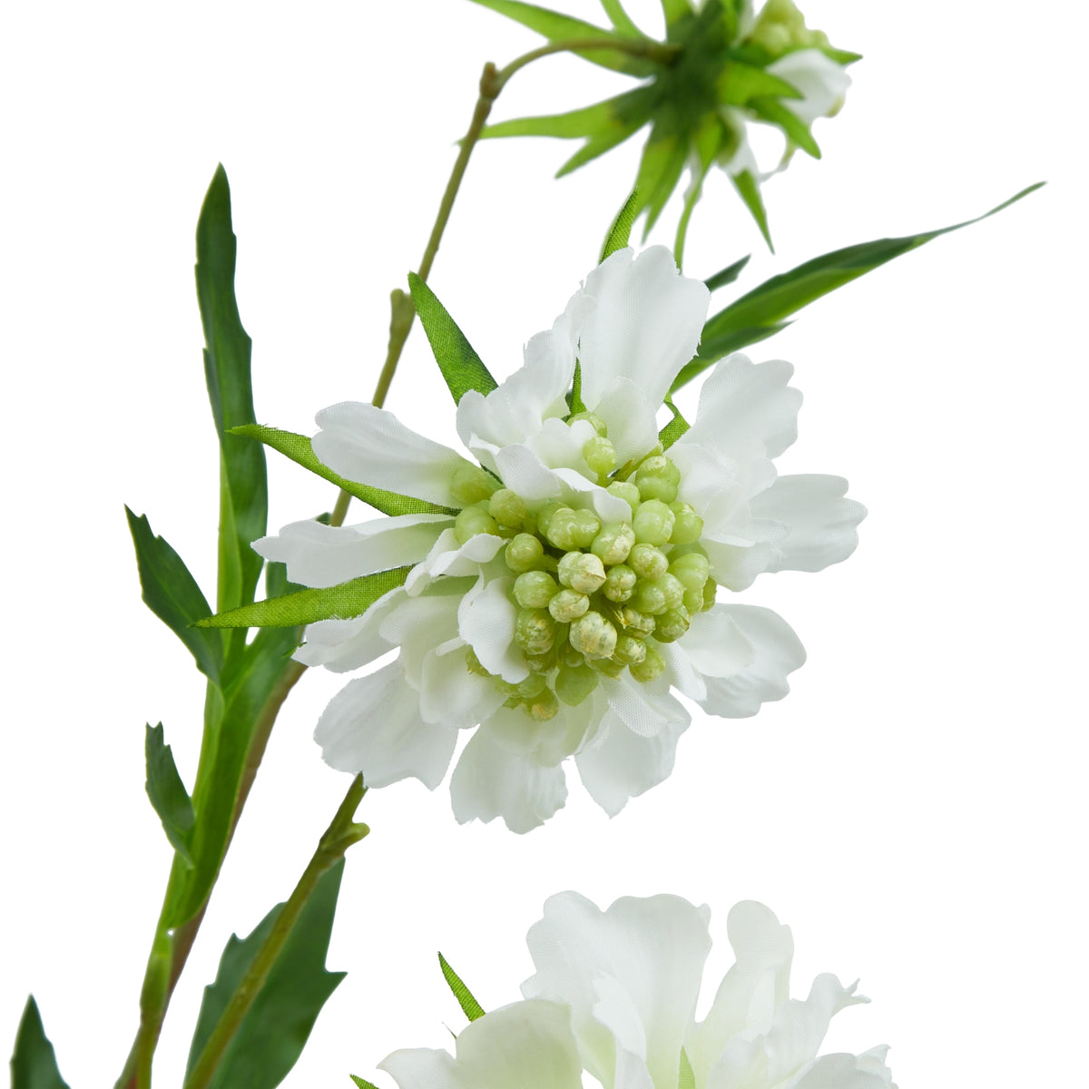 Natural Garden Collection White Scabious Stem - White