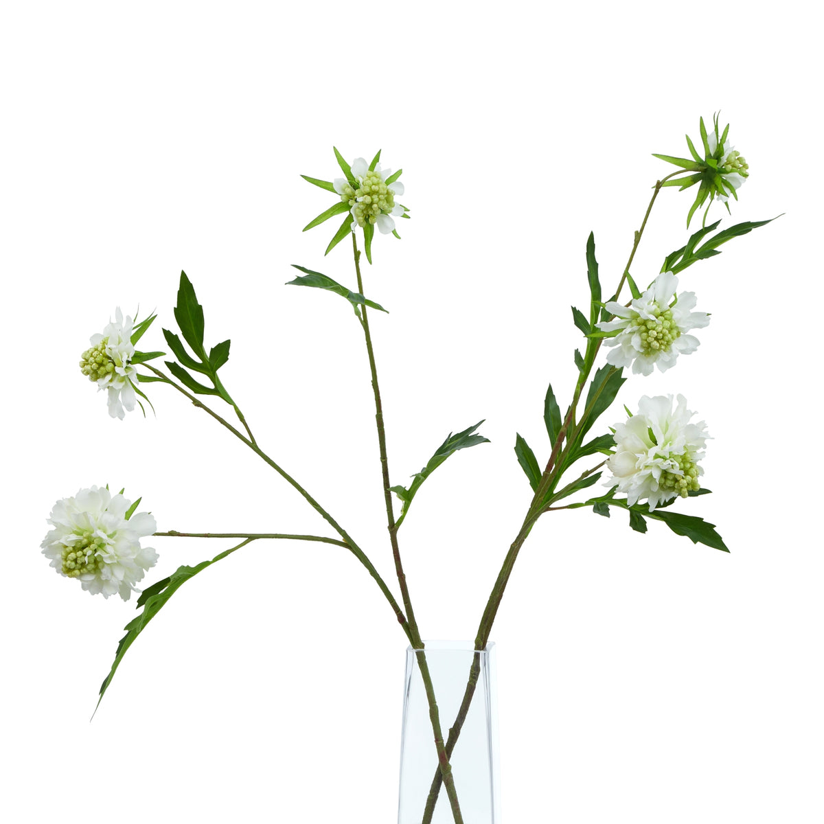 Natural Garden Collection White Scabious Stem - White