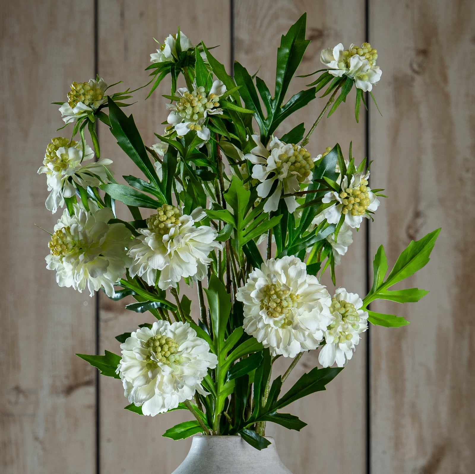 Natural Garden Collection White Scabious Stem