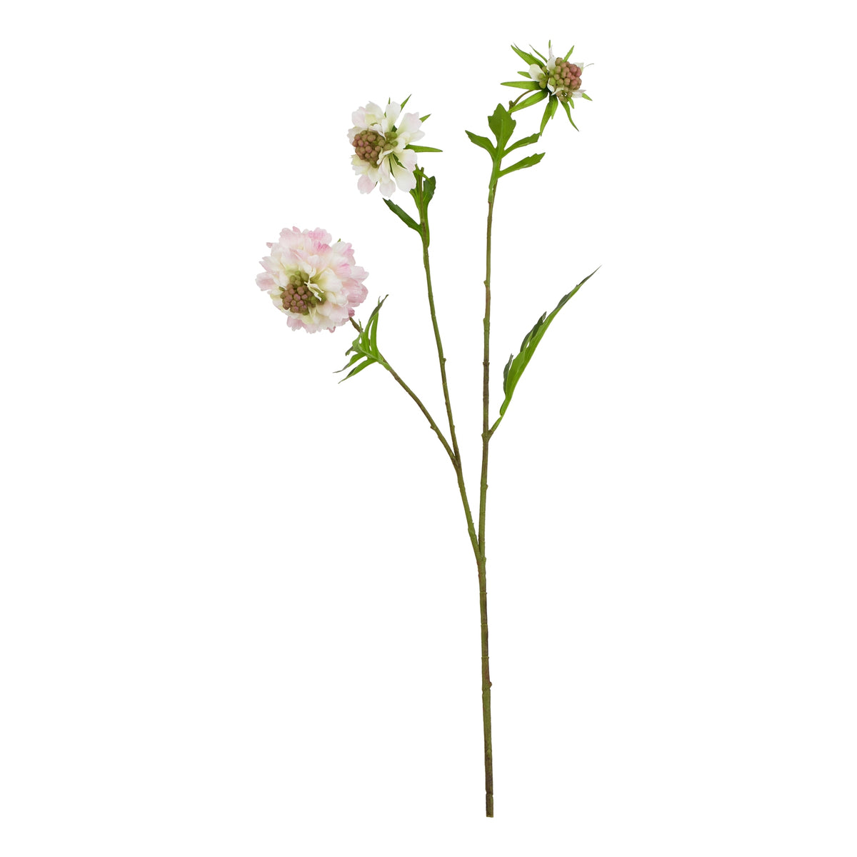 Natural Garden Collection Pale Pink Scabious Stem - Pink