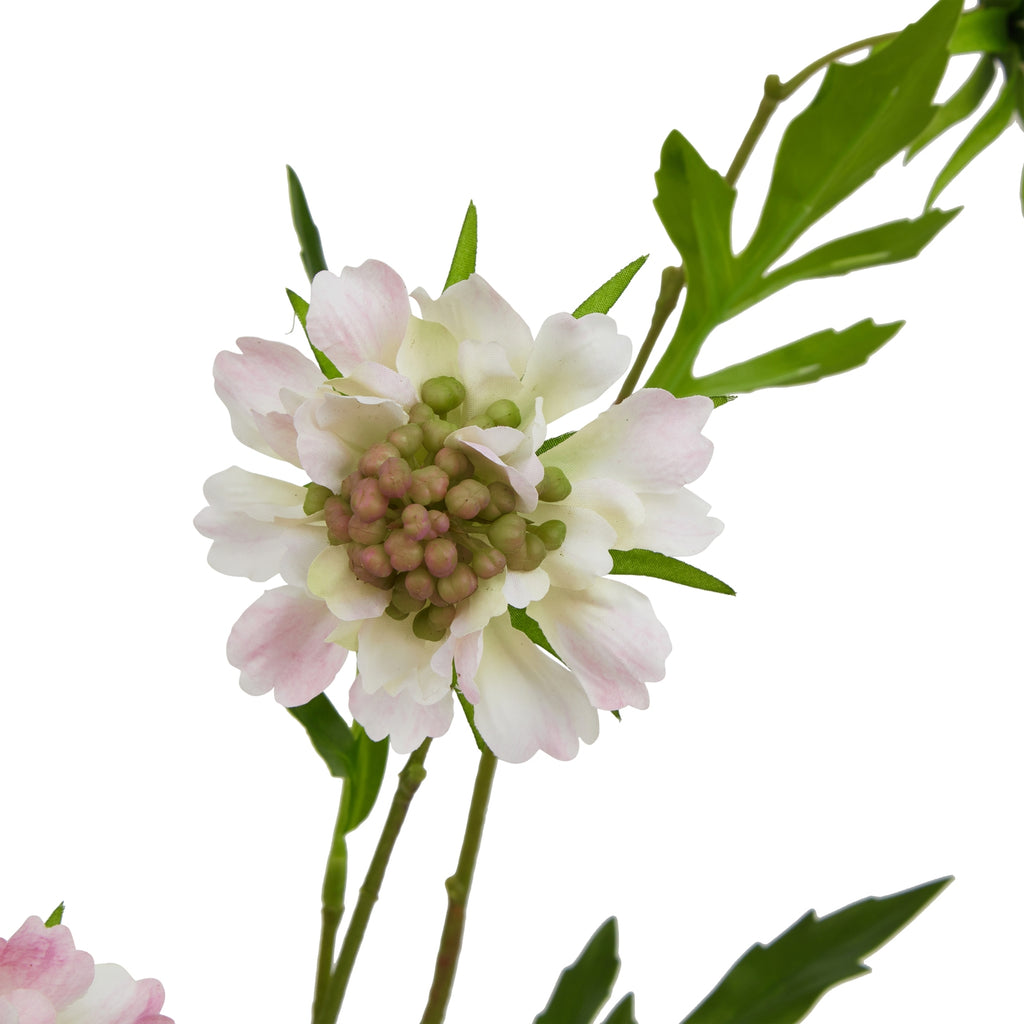 Natural Garden Collection Pale Pink Scabious Stem - Pink