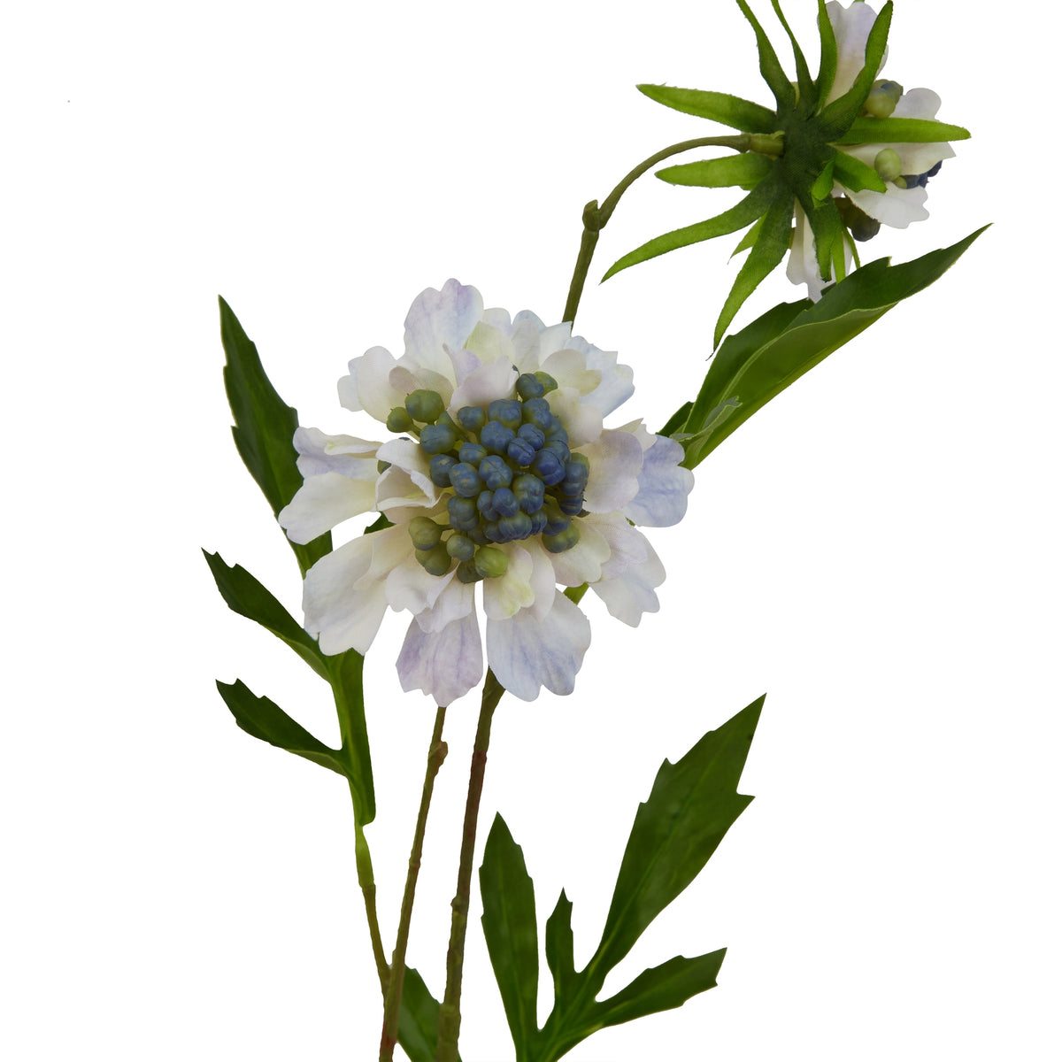Pale Blue Scabious Stem - Blue