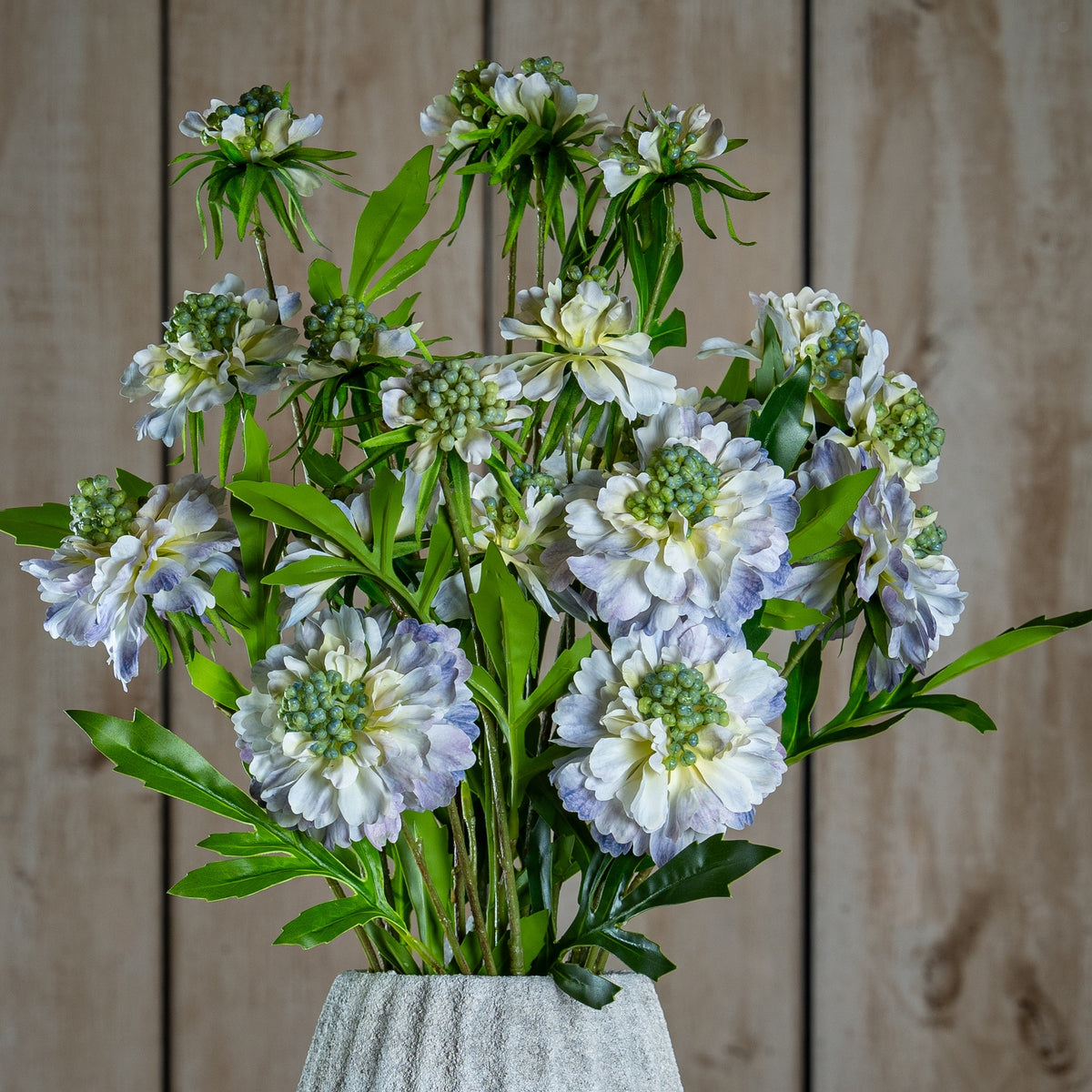 Pale Blue Scabious Stem - Blue