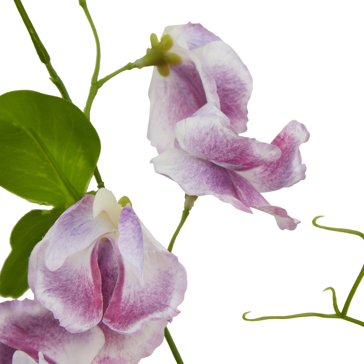 Natural Garden Collection Purple Sweetpea Stem - Purple