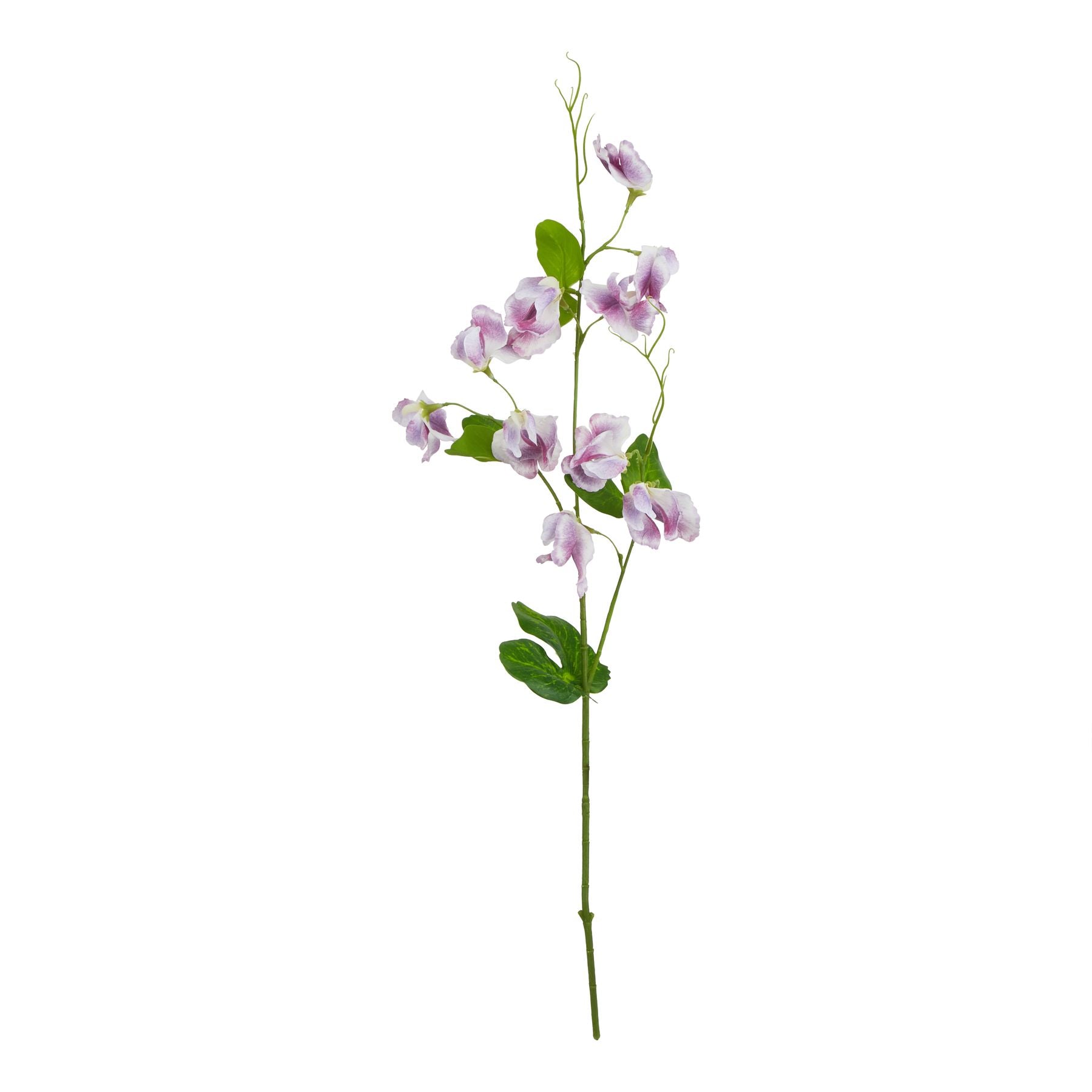 Natural Garden Collection Purple Sweetpea Stem