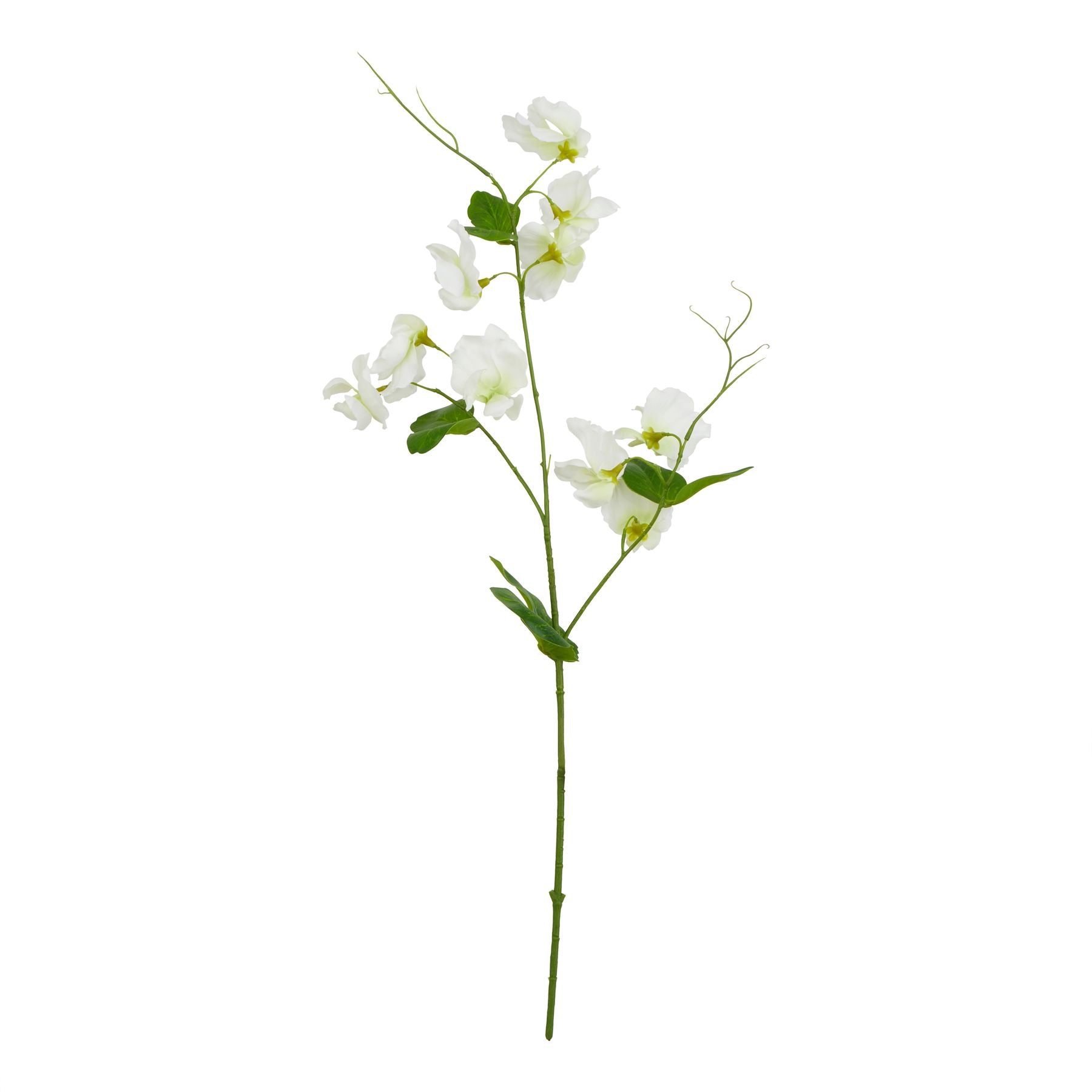 Natural Garden Collection White Sweetpea Stem