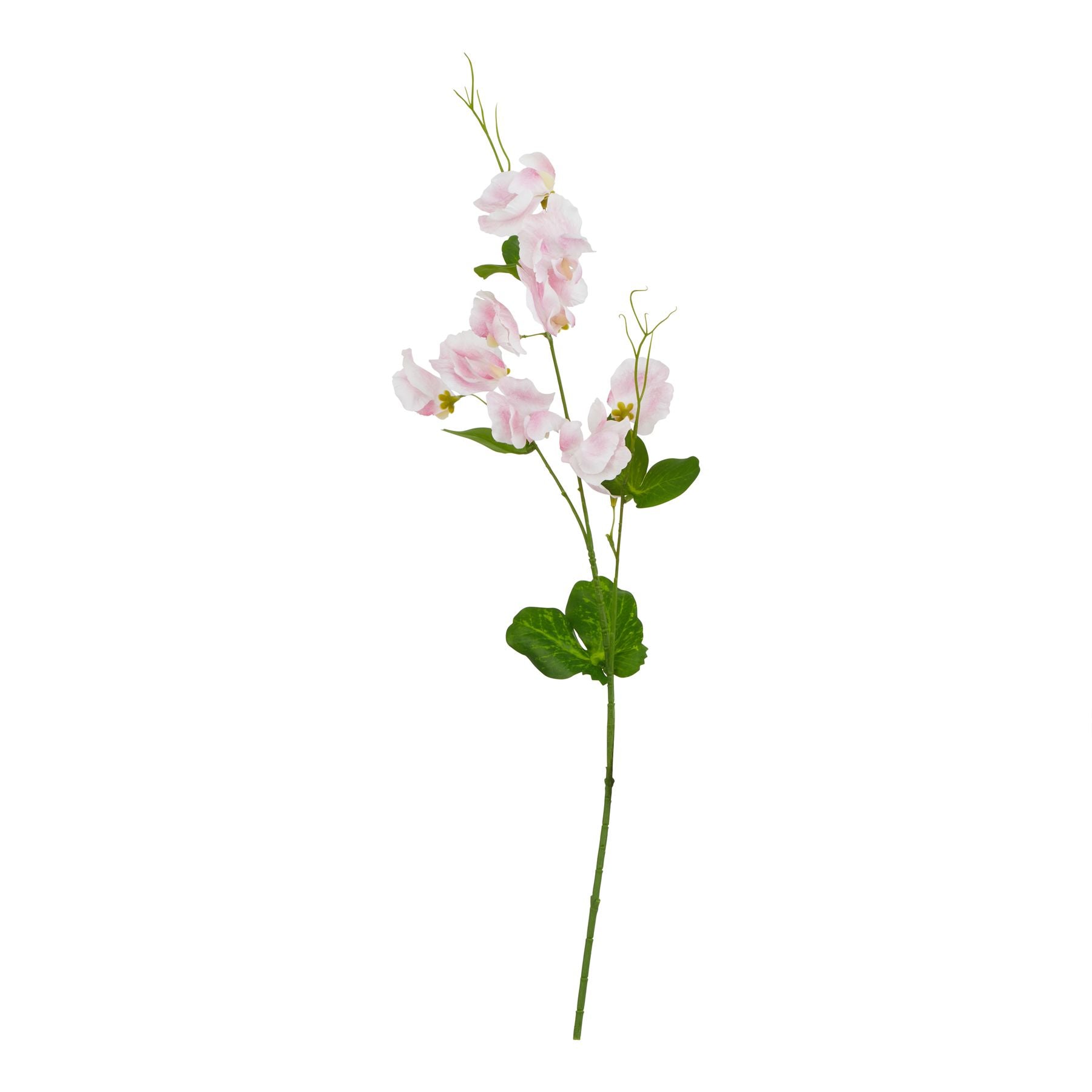 Natural Garden Collection Pale Pink Sweetpea Stem