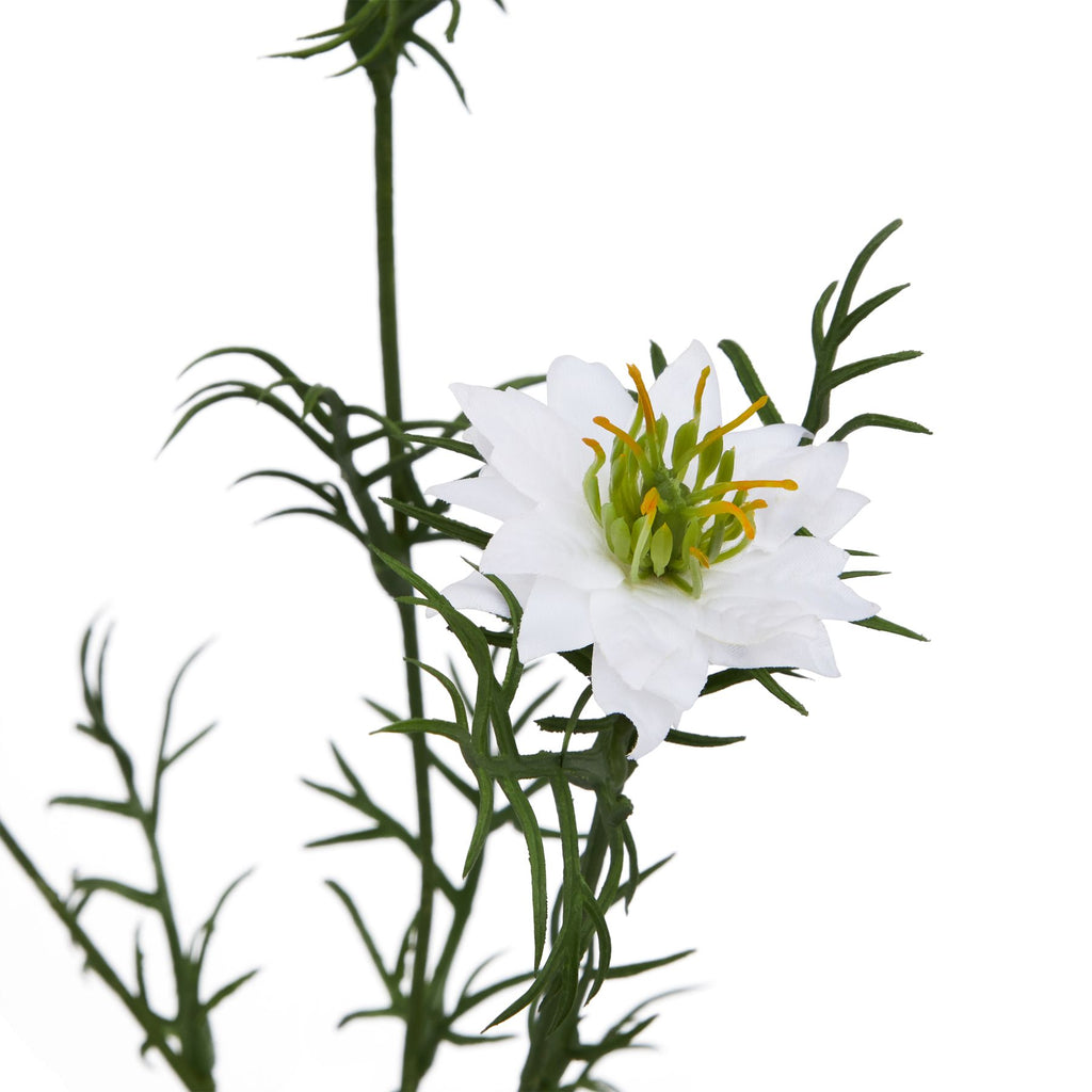 Natural Garden Collection White Nigella Love In A Mist - White