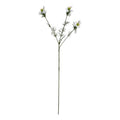 Natural Garden Collection White Nigella Love In A Mist