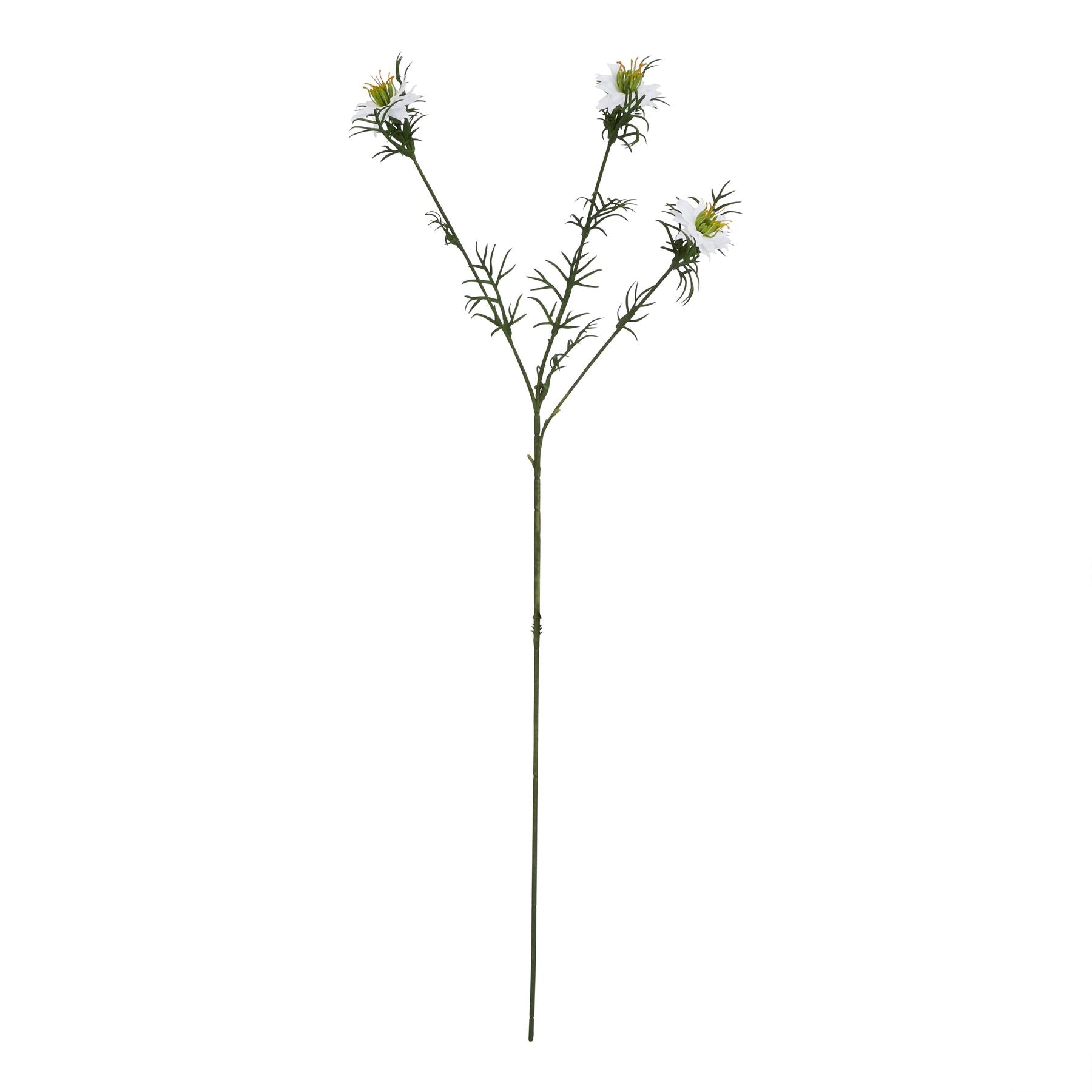 Natural Garden Collection White Nigella Love In A Mist