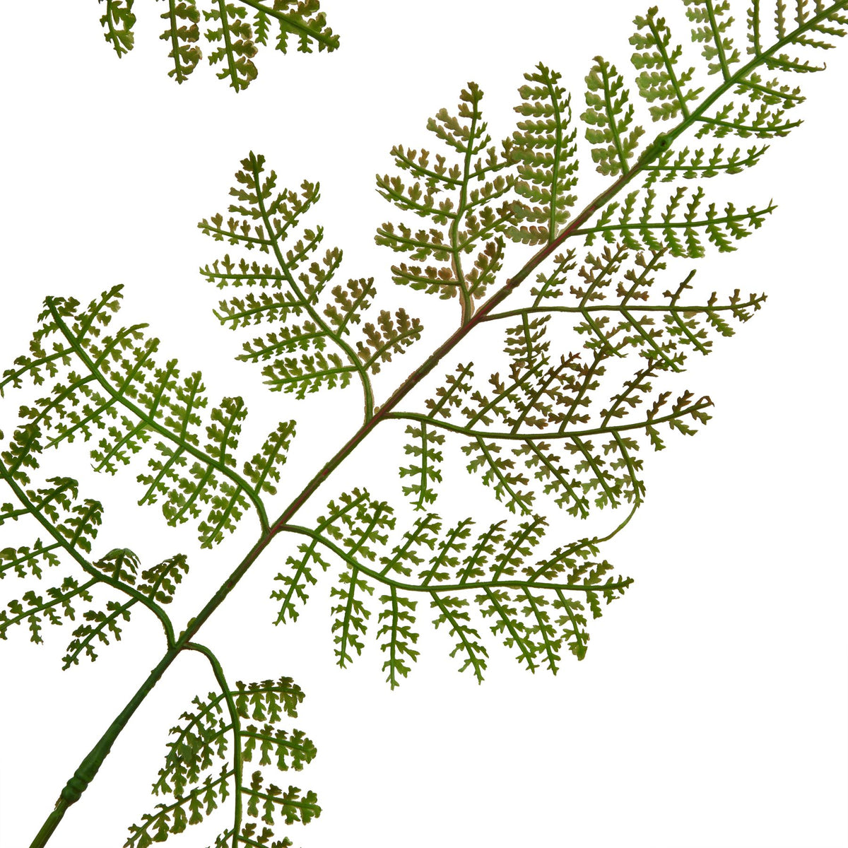 Natural Garden Collection Large Bracken Fern Spray