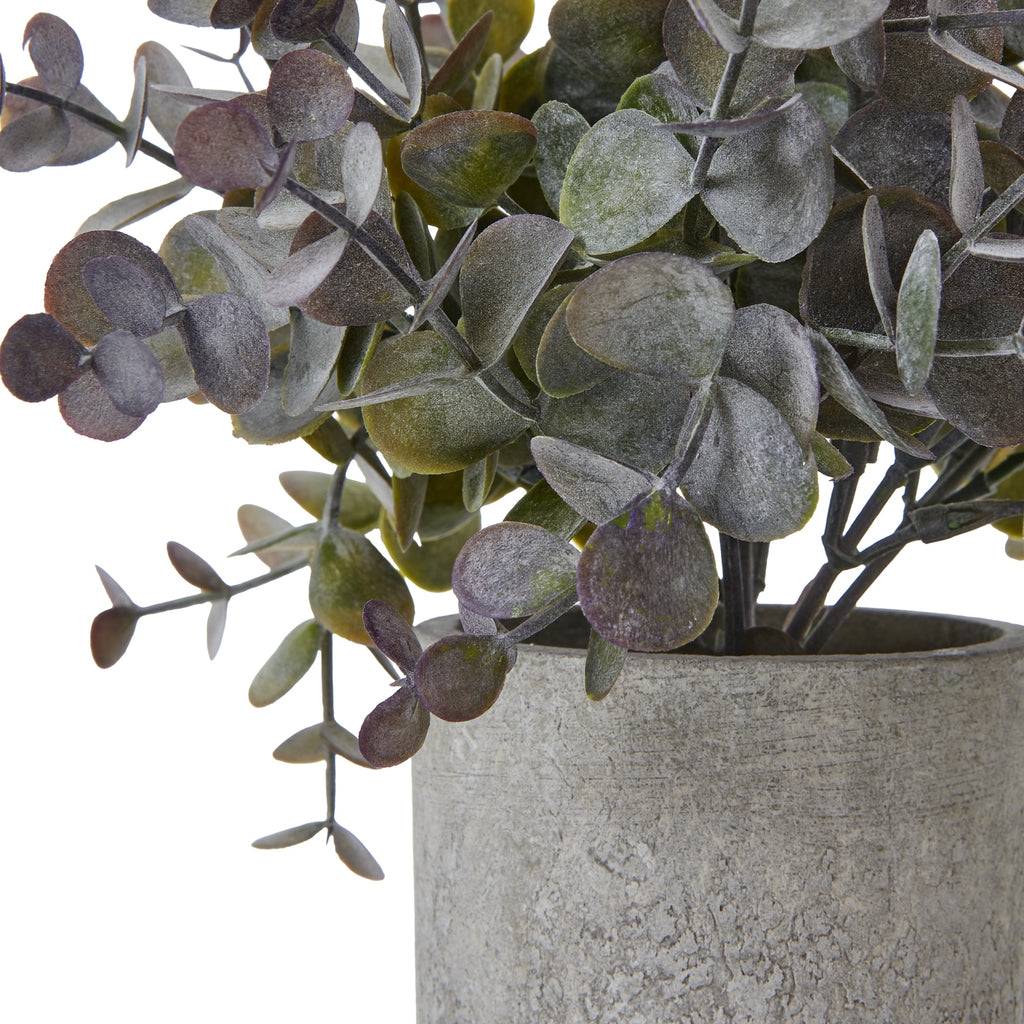 Small Eucalyptus Cinerea Plant In Grey Pot - Green