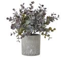 Small Eucalyptus Cinerea Plant In Grey Pot - Green
