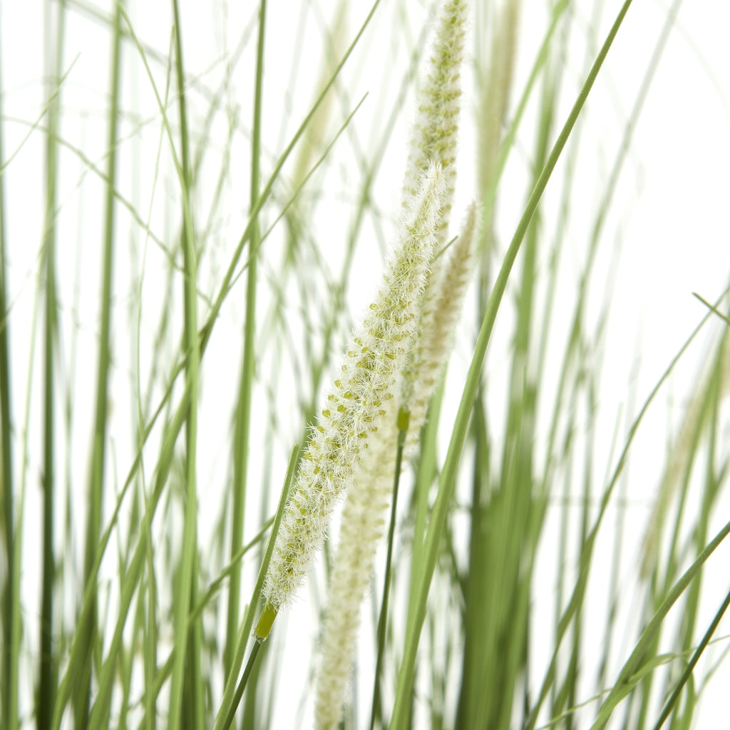 Large Onion Grass Plant In Pot - Green