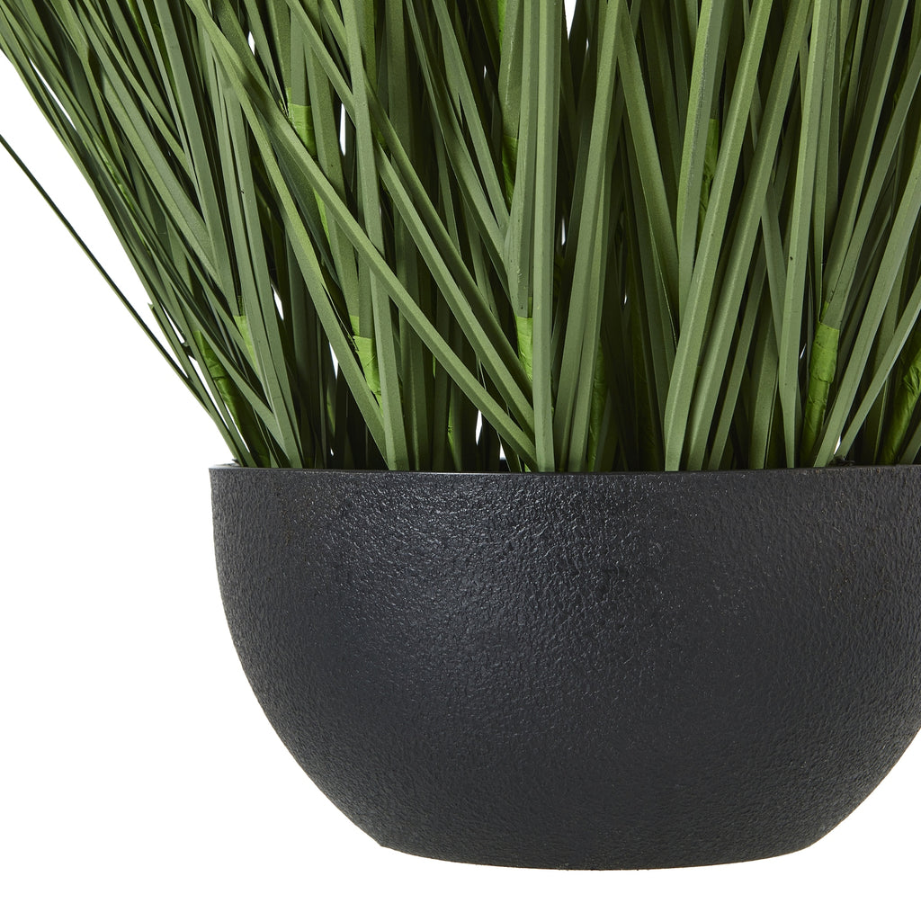 Large Onion Grass Plant In Pot - Green