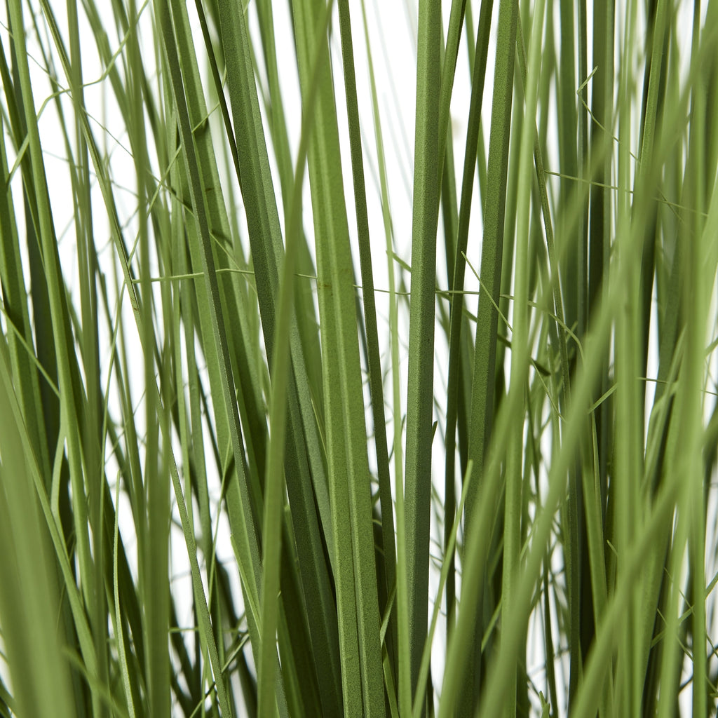Large Onion Grass Plant In Pot - Green