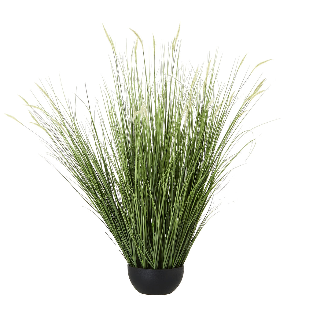 Large Onion Grass Plant In Pot - Green