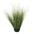 Large Onion Grass Plant In Pot - Green