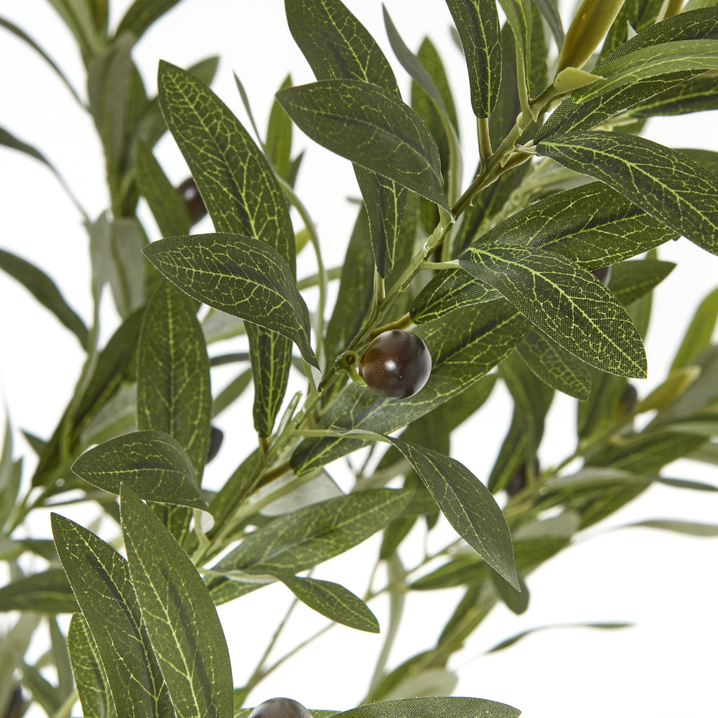 Apulia Olive Tree In White Pot 180Cm - Brown
