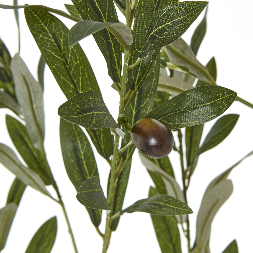 Apulia Olive Tree In White Pot 180Cm - Brown