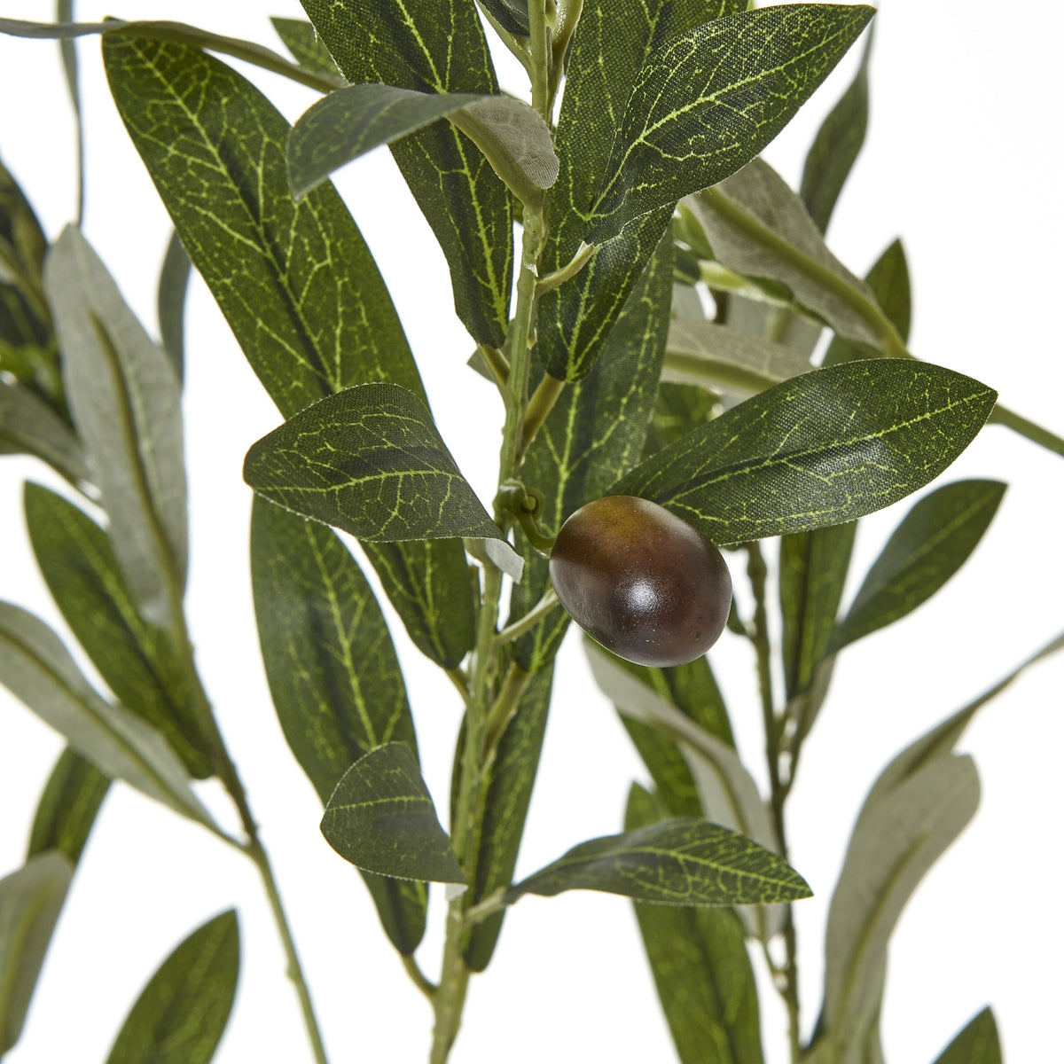 Apulia Olive Tree In White Pot 180Cm - Brown