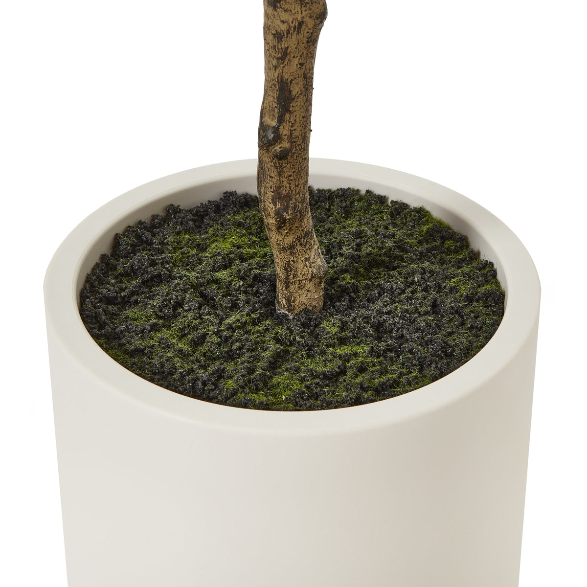 Apulia Olive Tree In White Pot 180Cm - Brown