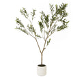 Apulia Olive Tree In White Pot 180Cm - Brown