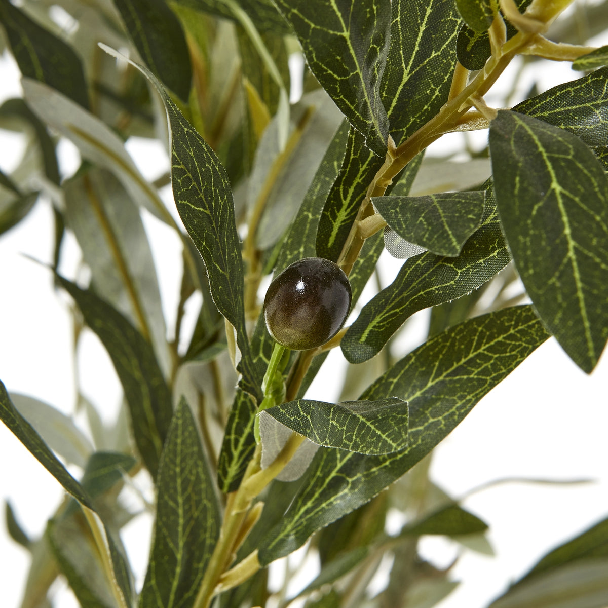 Apulia Olive Tree In White Pot 210Cm - Brown