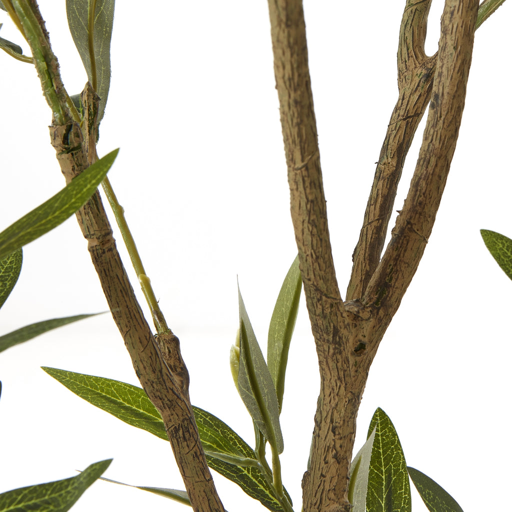 Apulia Olive Tree In White Pot 210Cm - Brown