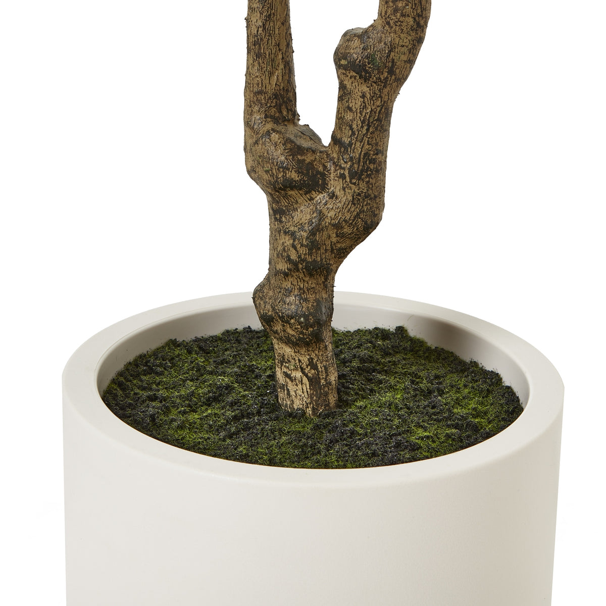 Apulia Olive Tree In White Pot 210Cm - Brown